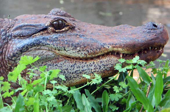 Reptilario de Ober� - Autor: Marcelo Sola