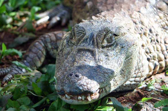 Reptilario de Ober� - Autor: Marcelo Sola