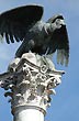 El condor de la columna del libertador - Foto: Jorge Gonz�lez