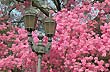 Lapacho en flor - Foto: Jorge Gonz�lez