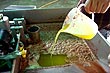 Product of the olive 