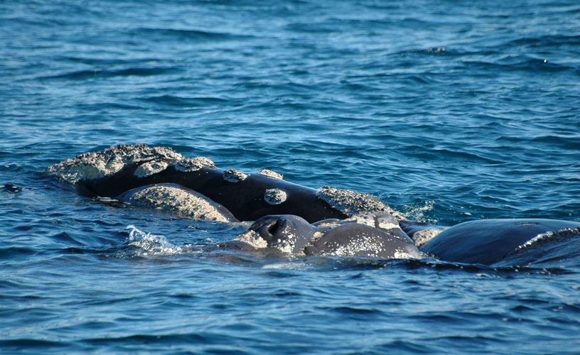 Una madre, con su ballenato recién nacido