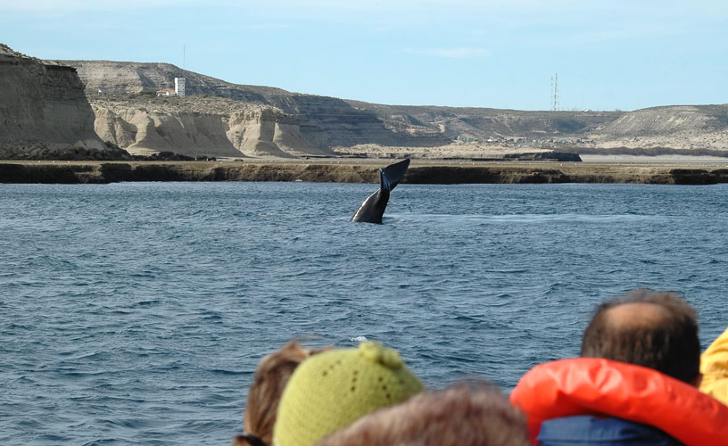 Curiosas particularidades de estos gigantescos cetáceos