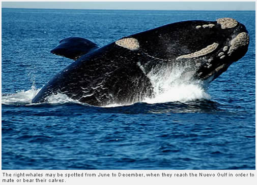 Patagonia whale watching