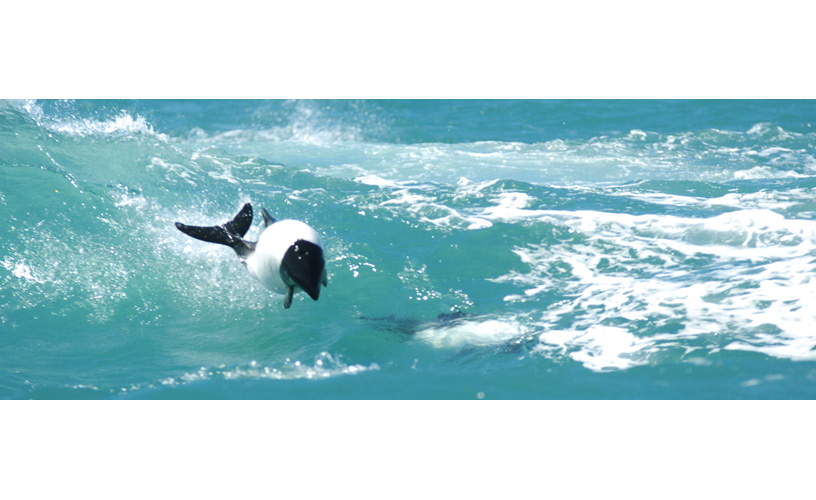 Commerson's dolphins play