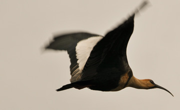 Andean Ibis, Emblematic Bird