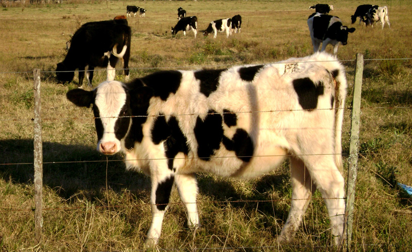 The feral cattle