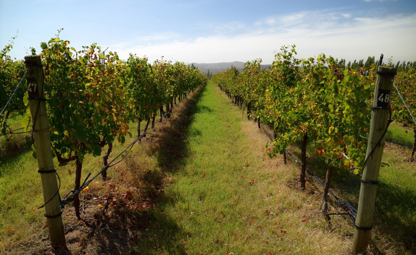 20 hectáreas de viñedos
