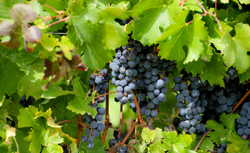 Grapes with a unique degree of ripeness