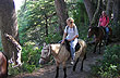 Horse riding to Cerro Belvedere and Cascada Inacayal