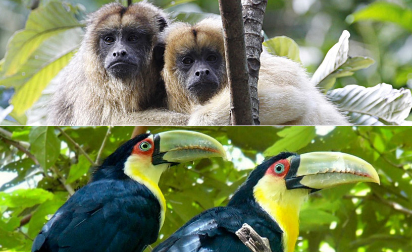 Coatis, monkeys, toucans
