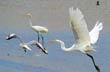 Punta Rasa: faro, geograf�a y aves de migraci�n