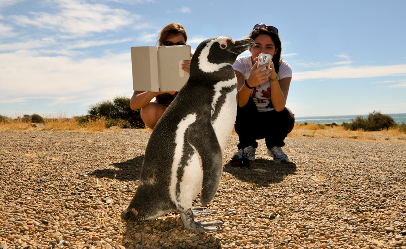 Un sendero permite visitar la colonia de pingüinos
