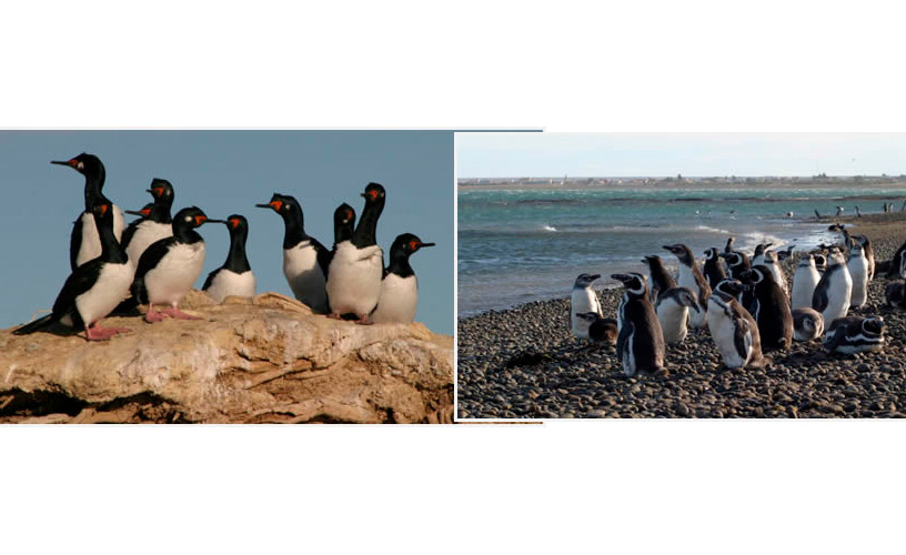 Cormoranes y pingüinos magallánicos