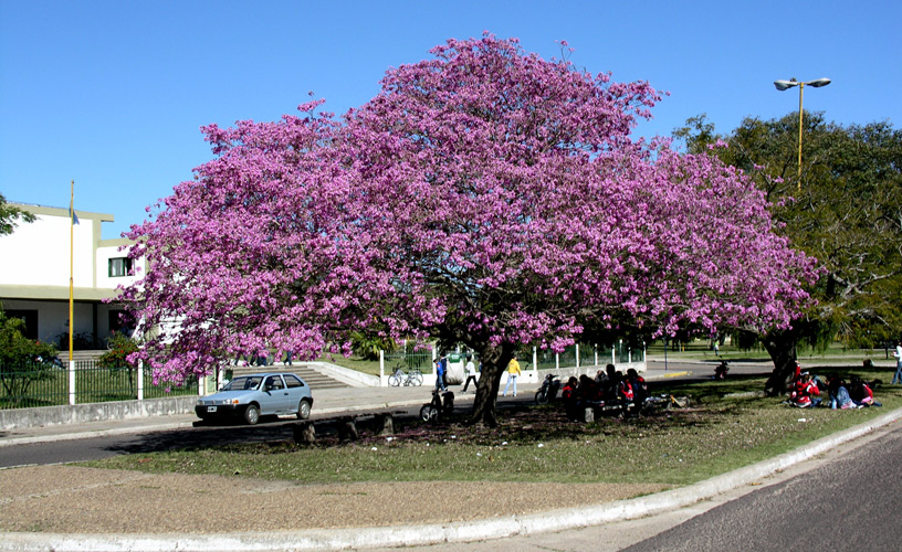 A beautiful blossoming lapacho
