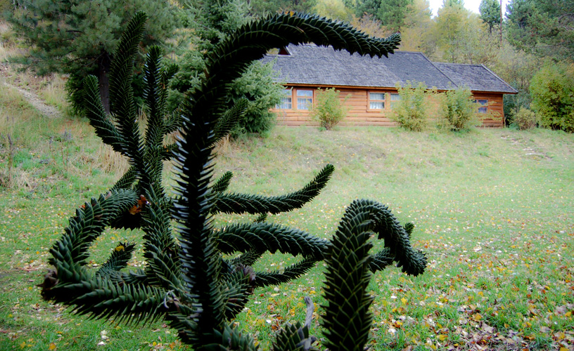 Tribute to the monkey-puzzle tree