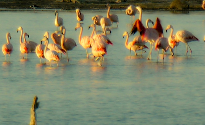Southern flamingos