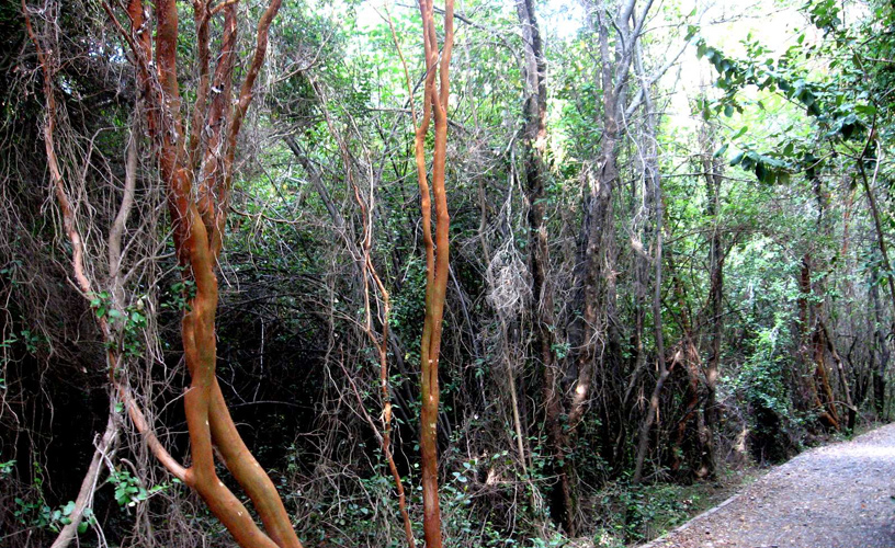 The patagua or pitra forests