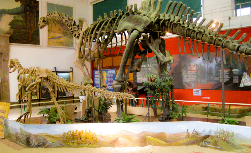 Reconstruction of dinosaur skeletons