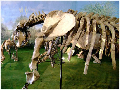 Visit to the Natural Science Museum in Mercedes