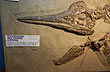 “Asociaci�n Paleontol�gica Bariloche” Museum