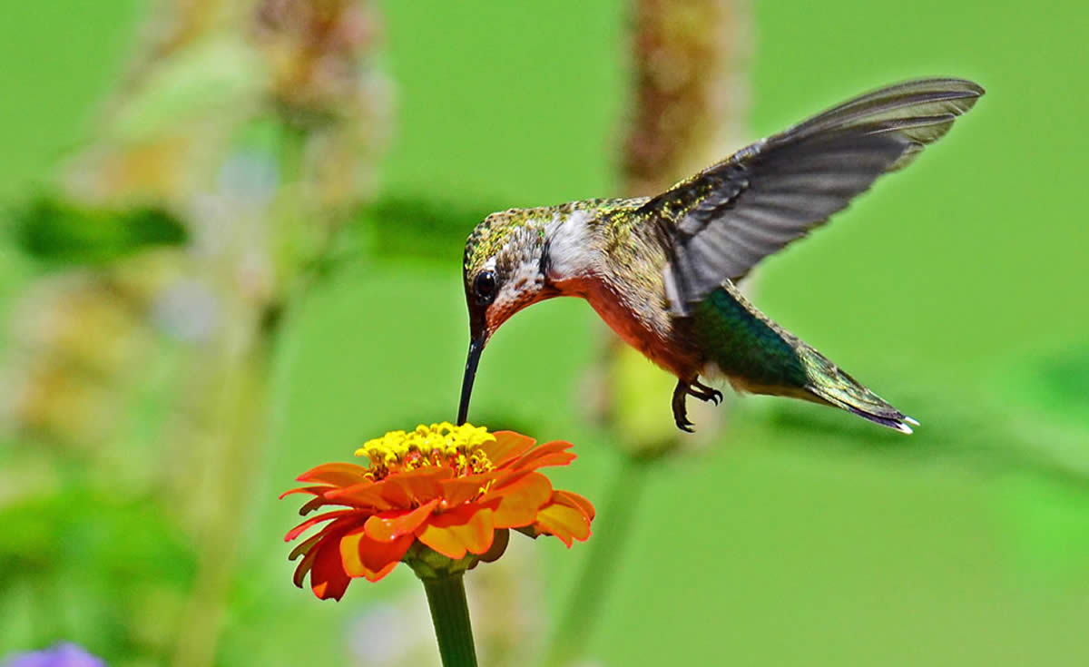 Birds and hummingbirds