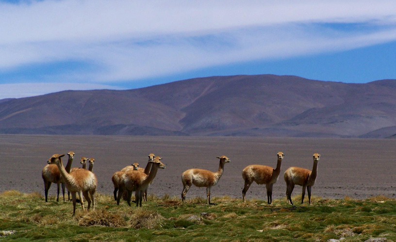 La mayor población de vicuñas del país