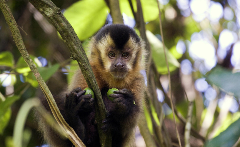 Capuchin monkeys - Photo: Silvina Enrietti