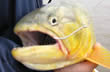 The Largest Dorados in the World