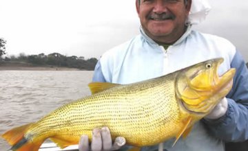 The Largest Dorados in the World