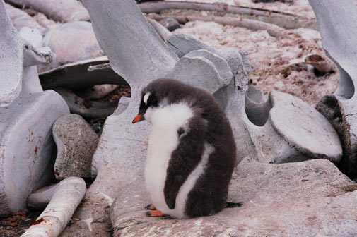 Penguins in Antartica