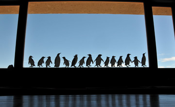 Los pingüinos de Punta Tombo