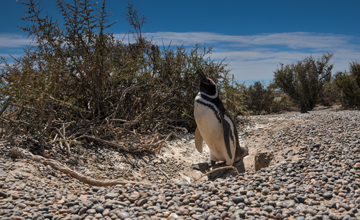 Penguin Colony at Punta Tombo