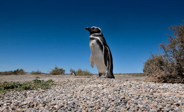 Punta Tombo, cuna de pingüinos