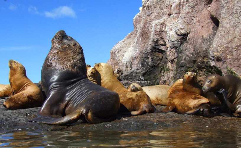 Sea lion rookery