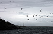 Por la r�a de Darwin