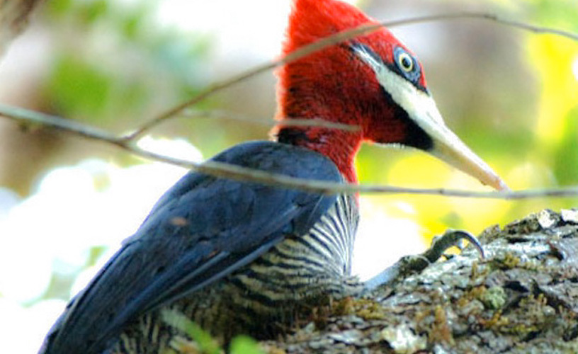 The actual woodpecker