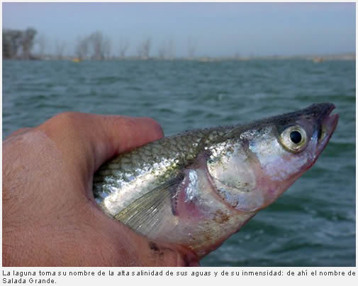 Un d�a de pesca en la Salada Grande de Madariaga