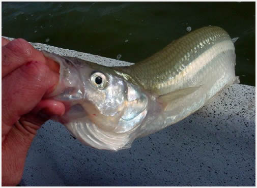 Un d�a de pesca en la Salada Grande de Madariaga