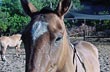 At a Gallop in the Mountain Range