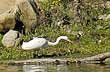 Wildlife