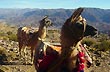 Llama Caravan