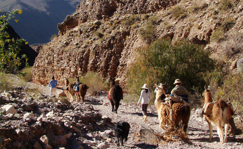 Hiking with llamas for La Quebrada de Humahuaca