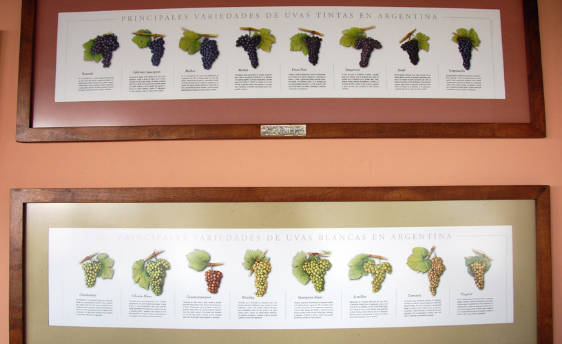 Argentine varieties of grapes