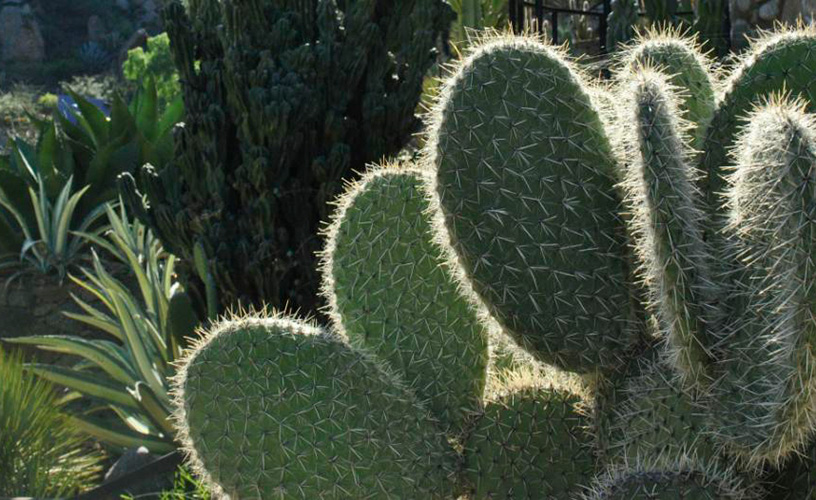 Cactus from La Rioja