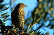 A Bird Can Sing