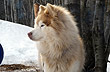 Dog Winter next to Gato Curuchet