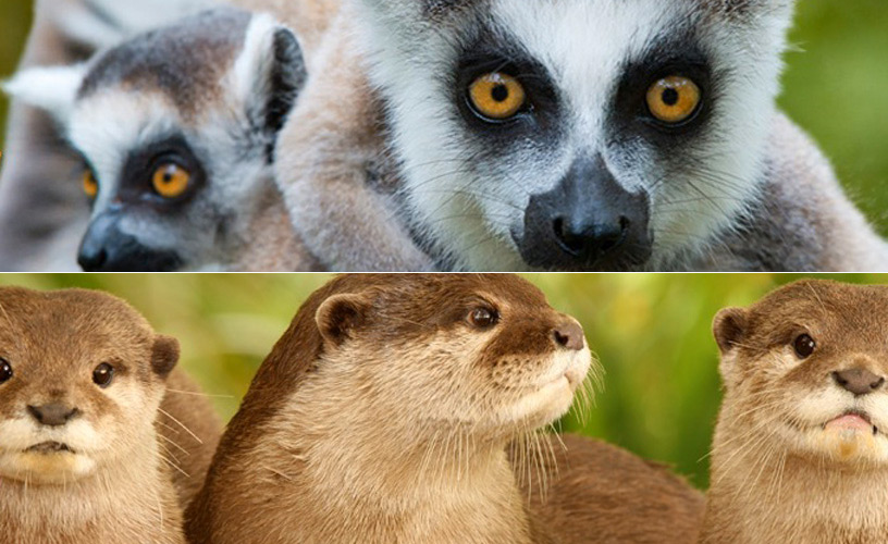 Lemurs and otters