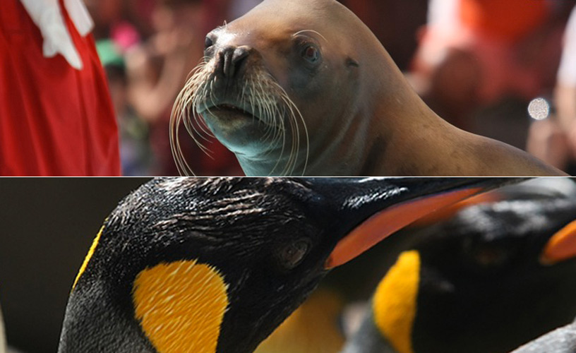 Sea lions and penguins