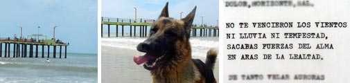 Pancho, the dog at the Anglers' Club Pier in Villa Gesell